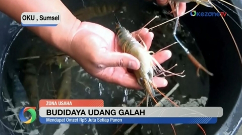 Asrul Sulap Pekarangan Jadi Ladang Untung Budidaya Udang Galah di Air Tawar