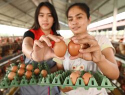 Omzet Rp73 Juta Per Bulan, Program Peternak Ayam di Bojonegoro Sukses!