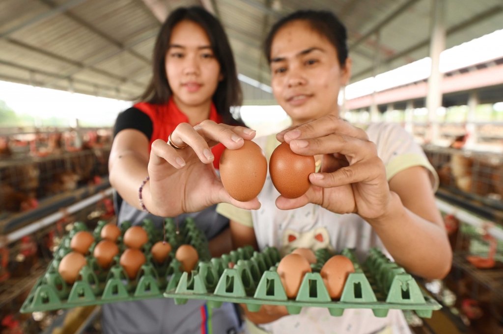 Omzet Rp73 Juta Per Bulan Program Peternak Ayam di Bojonegoro Sukses