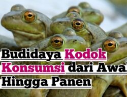 Budidaya Kodok di Lahan Sempit, Omzet Rp15 Juta Per Bulan!