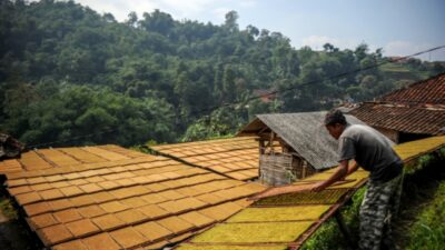 Petani Tembakau Minta Prabowo Batalkan Aturan Kemasan Rokok!