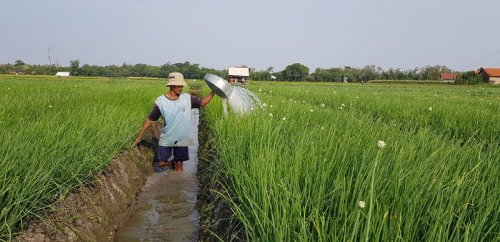 DPR Siap Awasi Penggunaan Anggaran untuk Swasembada Pangan