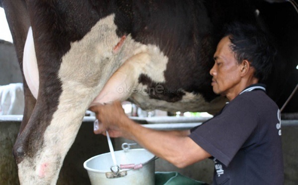 Susu Menumpuk Peternak Merana Menkop Desak Koperasi Beralih ke Produk Turunan