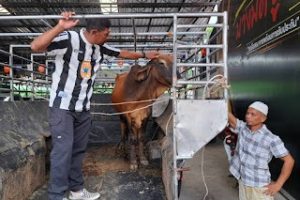 Dapat Sapi Gratis! Beli Mobil Bekas di Thailand