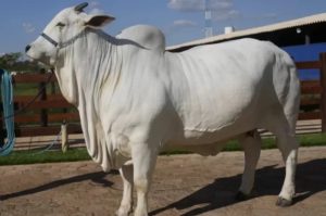 Sapi Rp75 Miliar! Lebih Mahal Tiga Lamborghini Revuelto