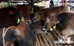 Impor Sapi Bebas!