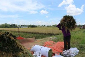 Wajib Izin! Rahasia di Balik Aturan Baru Penggilingan Padi