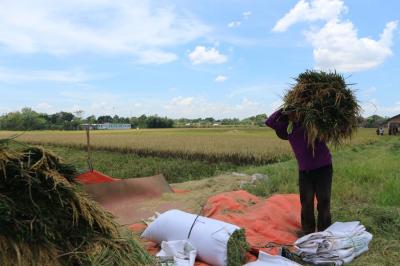 Wajib Izin! Rahasia di Balik Aturan Baru Penggilingan Padi