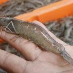 Udang RI Ditolak AS? Ini Faktanya!