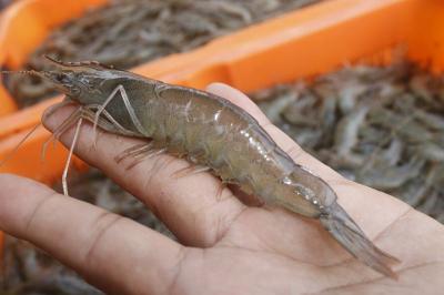 Udang RI Ditolak AS? Ini Faktanya!