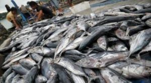 Ikan: Gaya Hidup Sehat, Investasi Masa Depan