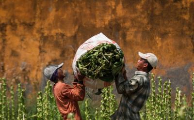 Rokok Penopang Ekonomi Desak Konsistensi