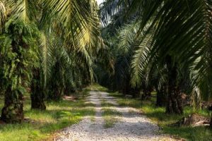 Petani Sawit Panen Cuan Melimpah
