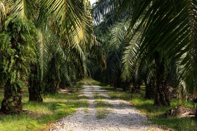 Petani Sawit Panen Cuan Melimpah