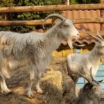 Siap Kurban 2026 Ini Harganya