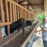 Jutaan Rupiah dari Kambing Perah