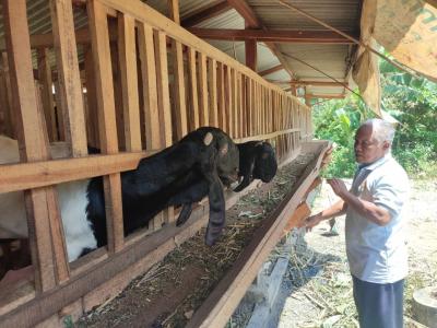Jutaan Rupiah dari Kambing Perah