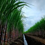 Investasi Gula Rafinasi di Ujung Tanduk