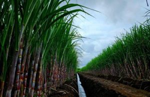 Investasi Gula Rafinasi di Ujung Tanduk
