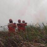Izin Lima Perusahaan Dicabut Akibat Karhutla
