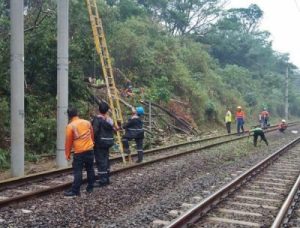 Pohon Tumbang Lumpuhkan Jalur KRL Bogor