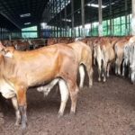 Strategi Besar Rp17 Triliun Amankan Pangan
