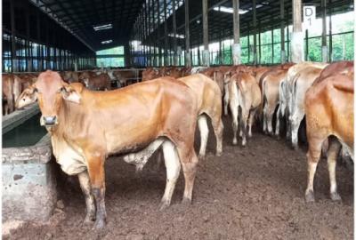 Strategi Besar Rp17 Triliun Amankan Pangan