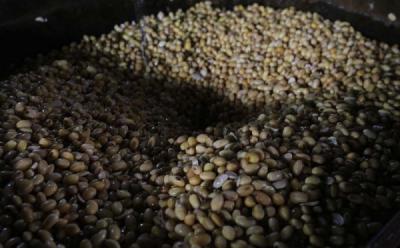 Harga Kedelai Melonjak Tajam